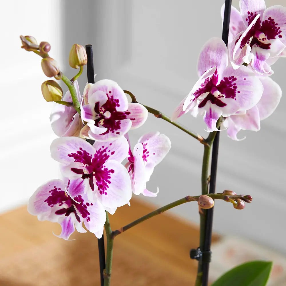 Bloom & Wild - The Speckled Orchid
