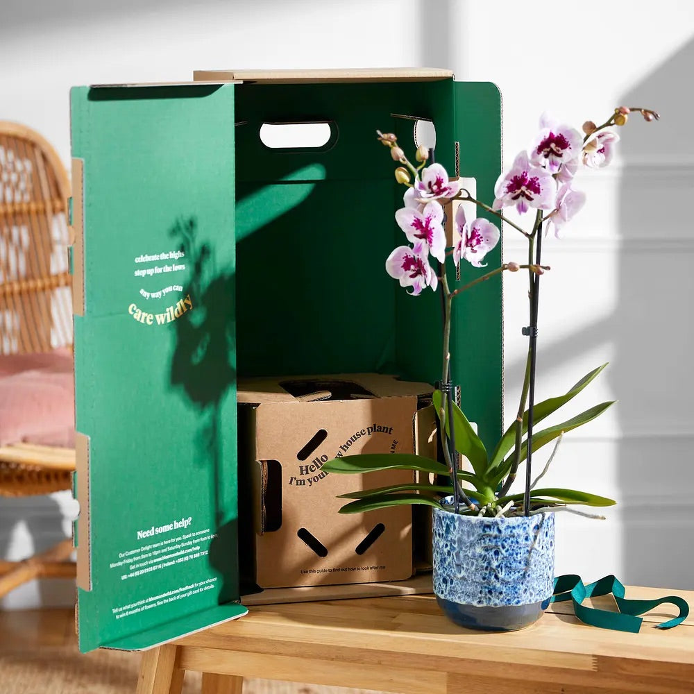 Bloom & Wild - The Speckled Orchid