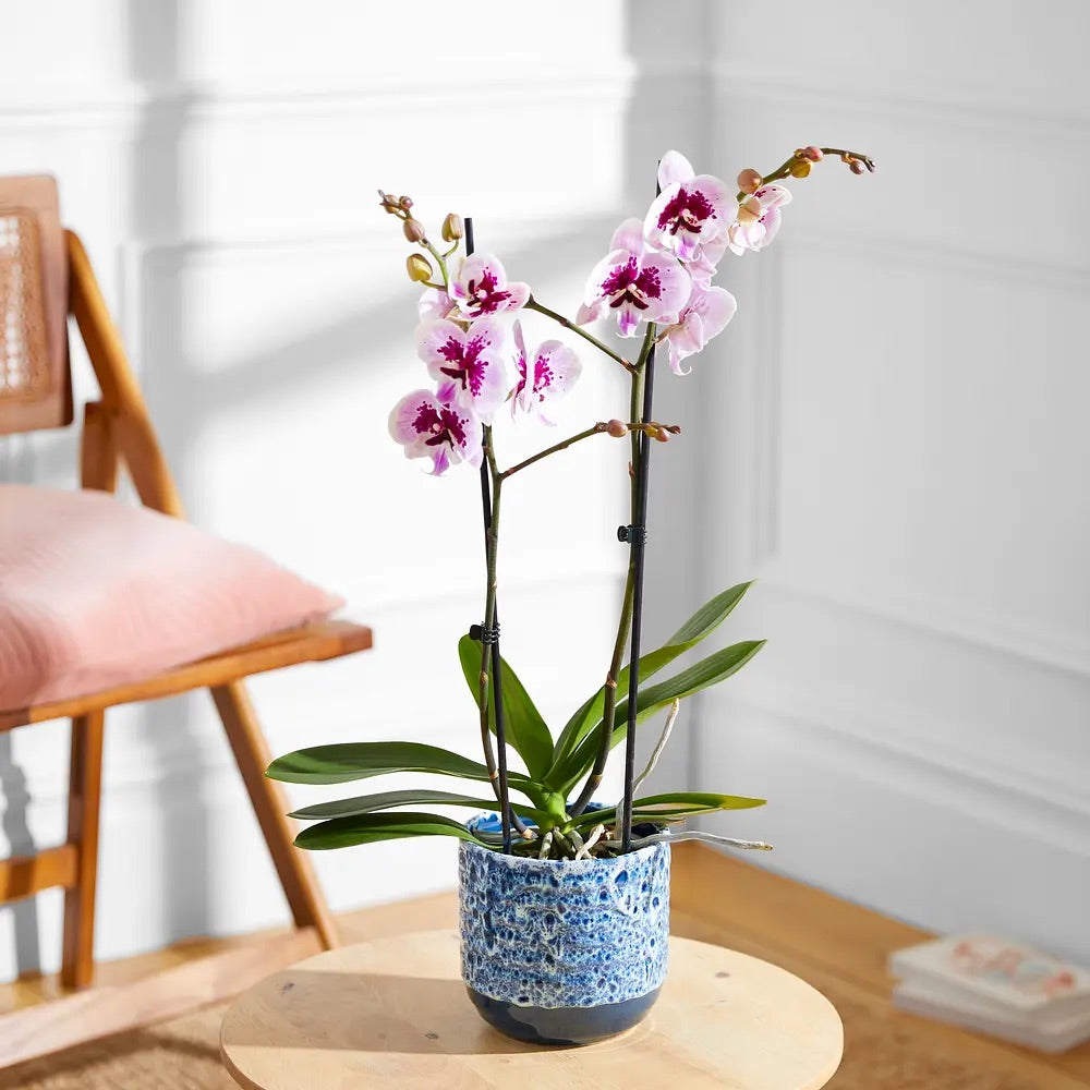 Bloom & Wild - The Speckled Orchid