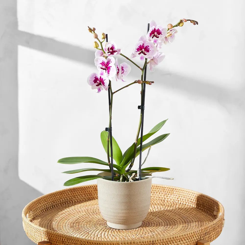 Bloom & Wild - The Speckled Orchid